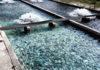 آغاز فصل برداشت ماهیان گرمابی در مزارع پرورشی خوزستان آغاز فصل برداشت ماهیان گرمابی در مزارع پرورشی خوزستان