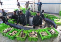 آغاز فصل برداشت ماهیان گرمابی در مزارع پرورشی خوزستان آغاز فصل برداشت ماهیان گرمابی در مزارع پرورشی خوزستان