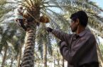 جشنواره نخل و خرما در شهرستان کارون برگزار شد
