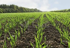 تثبیت بیش از ۷۰ هزار هکتار اراضی ملی و غیرملی در خوزستان

